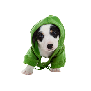 Pet Hoodie Warna Hijau